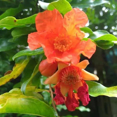 Mulini Venturi לינה וארוחת בוקר