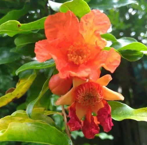 Mulini Venturi Oda ve Kahvaltı